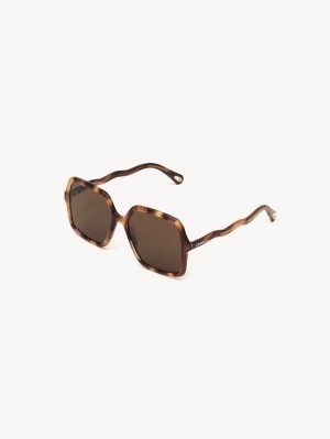 Chloe Zelie Solbriller Brune | CHE-SR14515